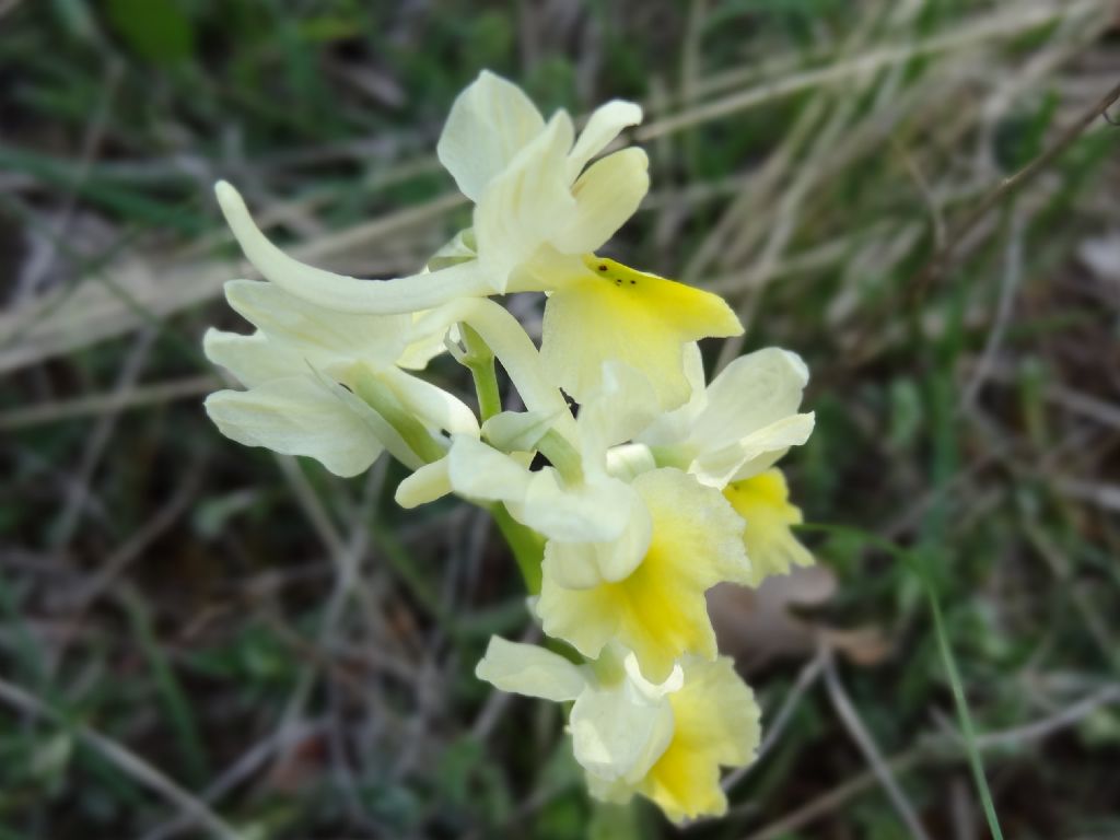 Orchidea ... O. pauciflora